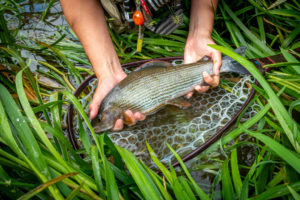 Big chalkstream grayling