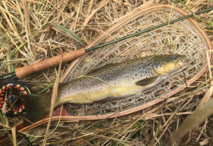 Wild brown trout on net