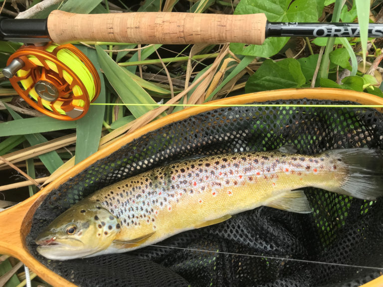 Trout on wet net