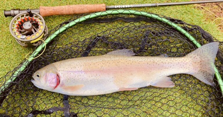 rainbow trout on net with flyfishing rod above