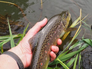 Releasing a Dorset chalkstream wild brown trout