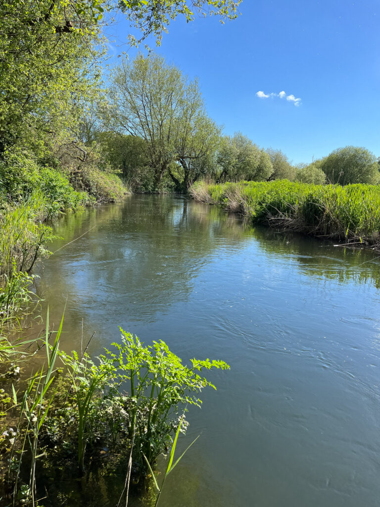 Looking downstream on the dorset Allen, river and trees in background