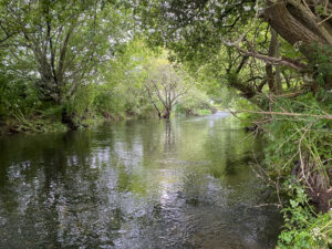 Dorset river Allen river view with trees either side