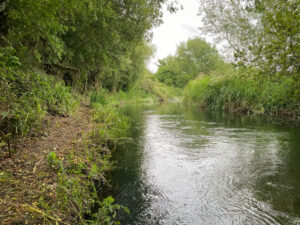 Dorset river Allen river view with trees either side