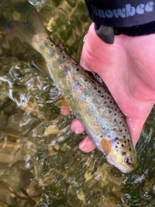 Wild chalkstream brown trout in hand