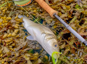 Pollack fish on sea weed to avoid damage with orvis fly rod next to it