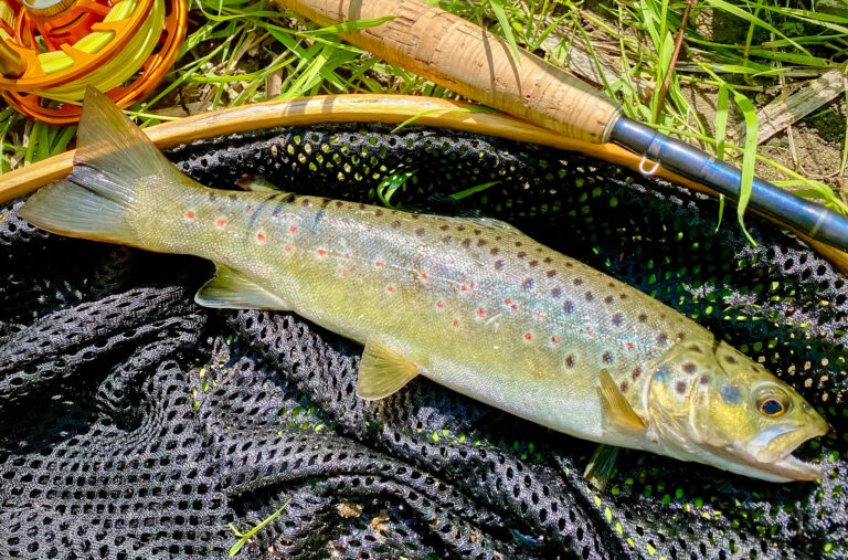 Beautiful wild chalkstream brown trout on a wet net before releasing it back, fly rod in background