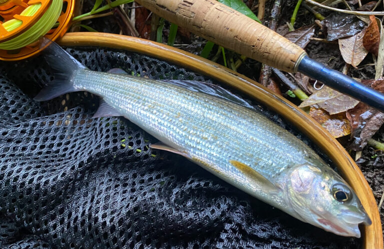 Dorset River Allen chalkstream grayling fish on a wet net with flyfishing rod in background