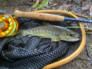 Dorset River Allen chalkstream brown trout fish on a wet net with flyfishing rod in background