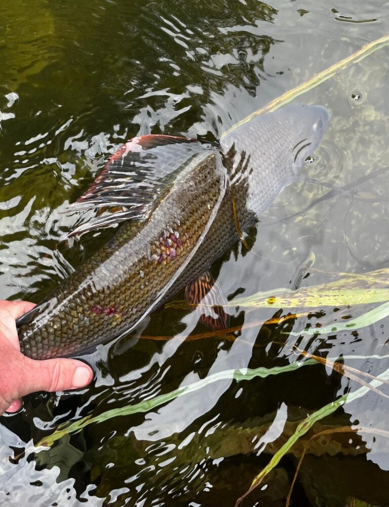 Large grayling fin and back in water being released with hand holding it