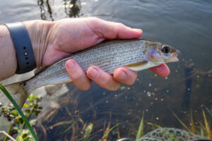 Small Dorset River Allen grayling in hand before release