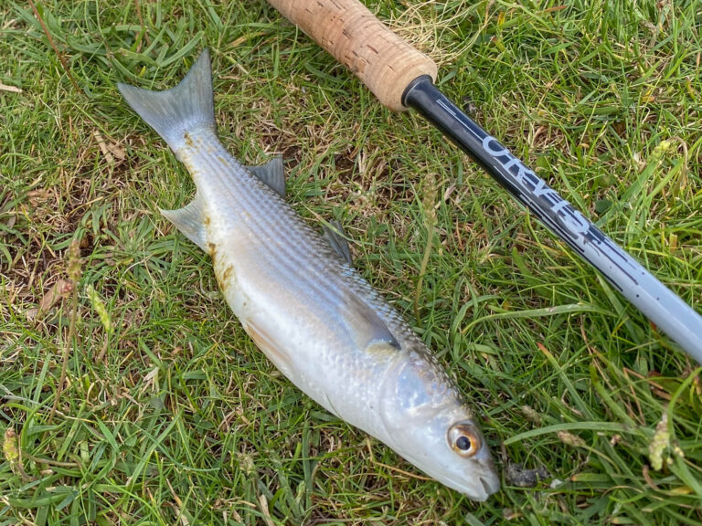 Golden_Grey_Mullet and flyfishing_rod on grass