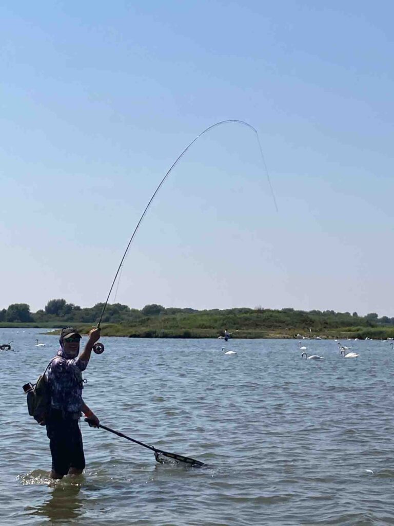 flyfisher standing in sea landing a mullet